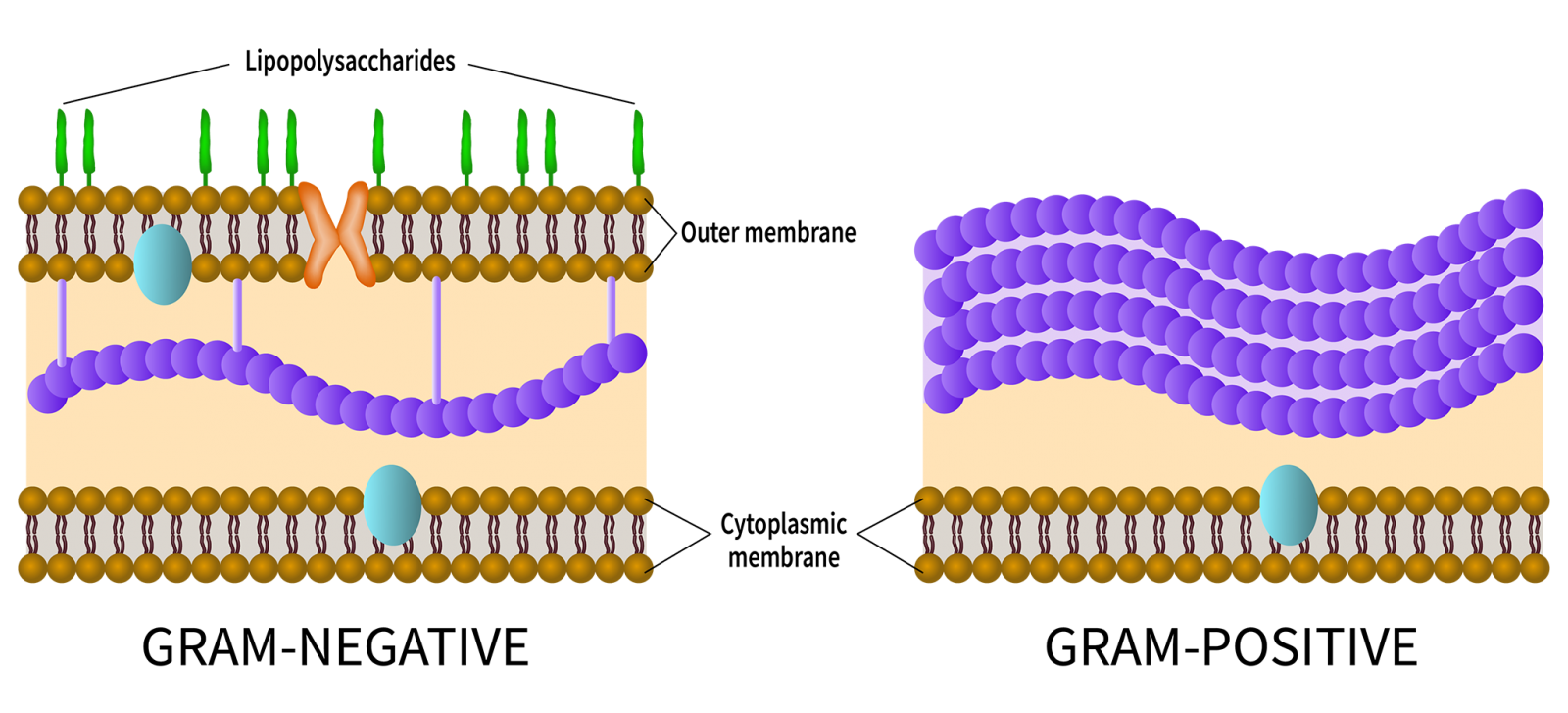 Comparison of gram-positive and gram-negative bacterial cell walls