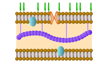 Lipid membrane illustration