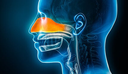 Transparent human head illustration with nasal cavity highlighted.