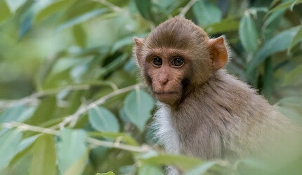 Macaque in a tree