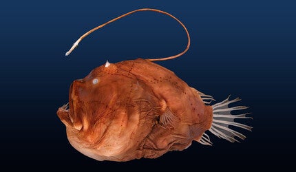 A Bufoceratias deep-water anglerfish