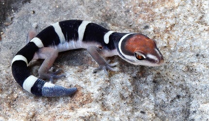 Black banded gecko