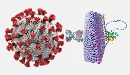 Illustration of protein that can block Covid virus soon after it enters our cells.