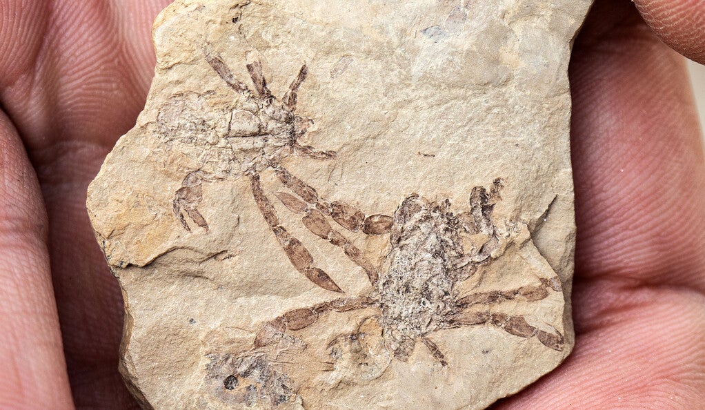 The fossil crab Callichimaera perplexa.