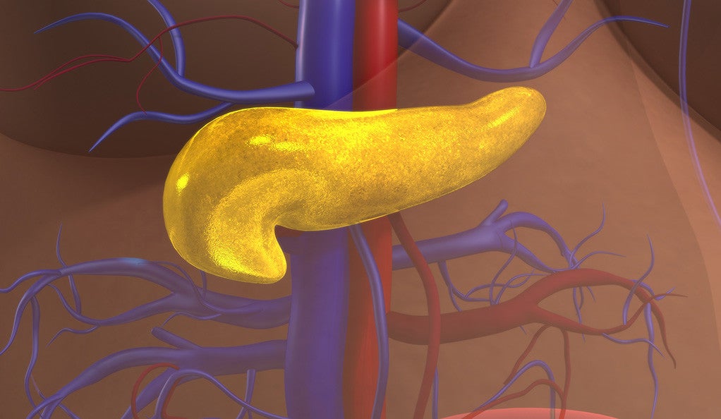 An illustration of the pancreas in the human body.