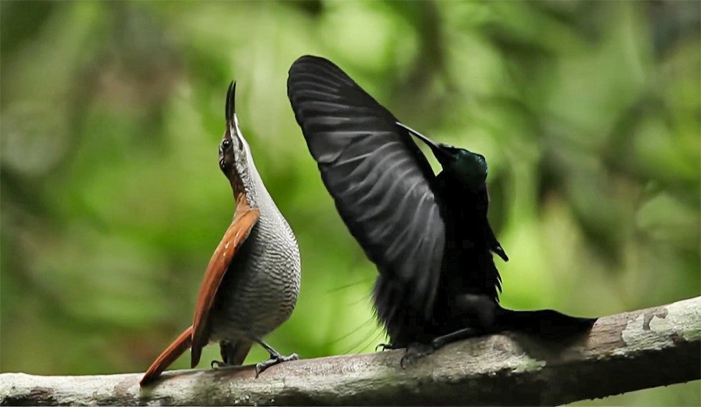 A side view of the mating display of a male bird of paradise.