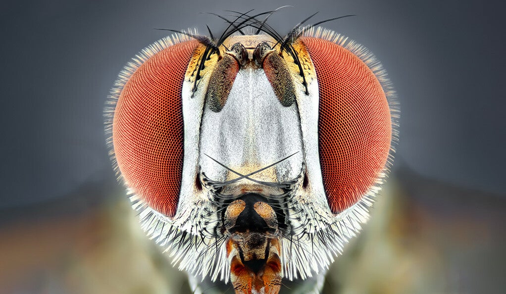 Close-up of a fruit fly's eyes