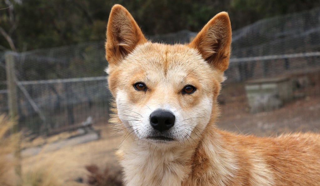 Eyes of the dingo provide insight into how dogs became our
