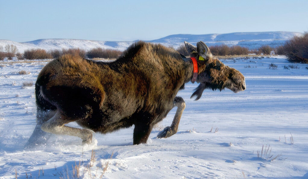 A moose with a tracking collar running through the snow
