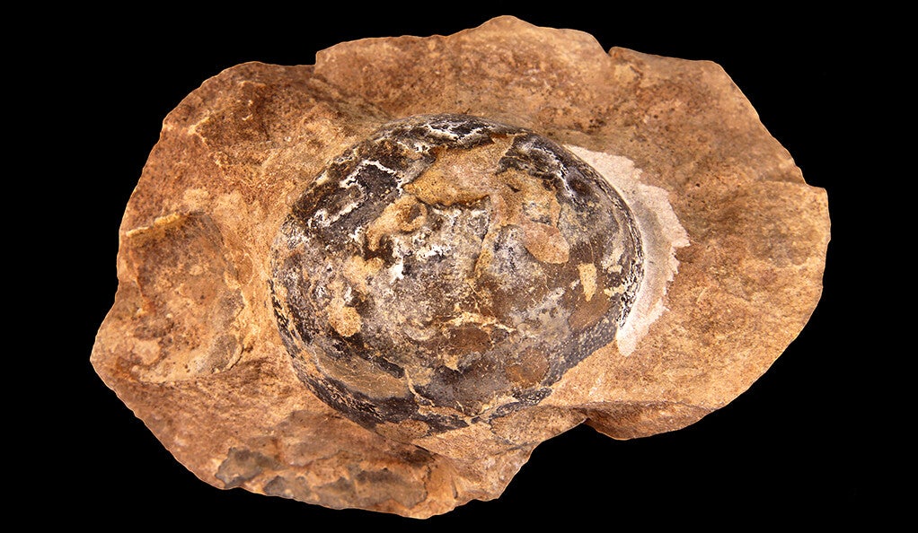 A fossil of a Mussaurus egg