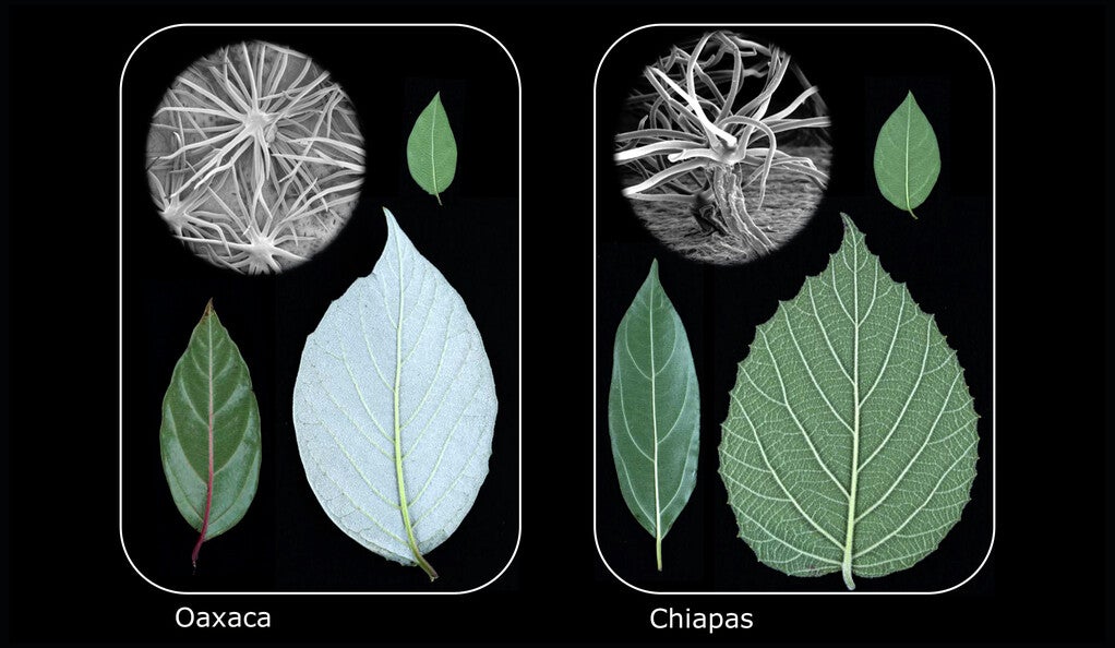 Comparison of similar leaf types from Oaxaca, Mexico and Chiapas, Mexico