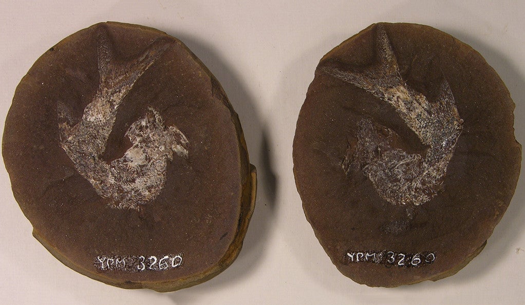 The palaeonisciform fish Elonichthys disjunctus is an example of nekton from the Paleozoic Era. 