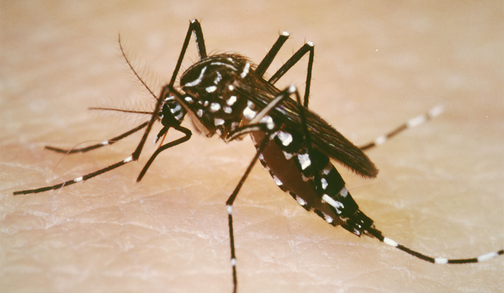 Disease-bearing mosquitoes adapt to winters near D.C ...