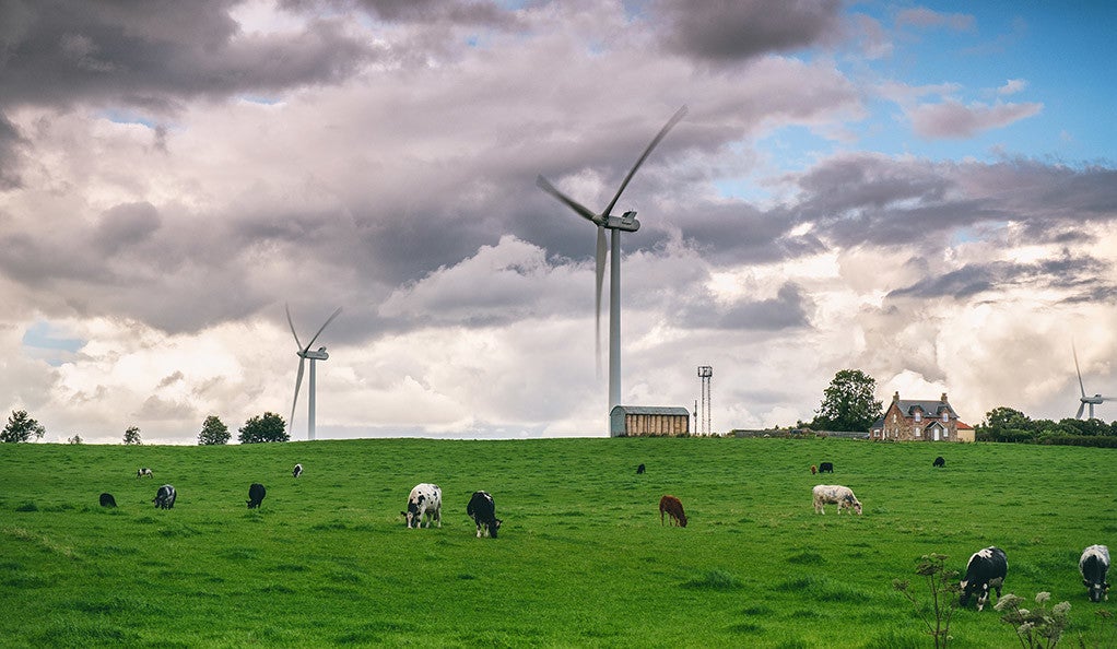 Wind turbines and cows in a field in Scotland.