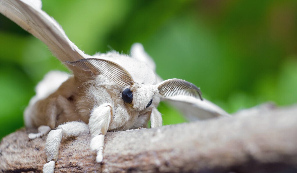 A moth on a branch