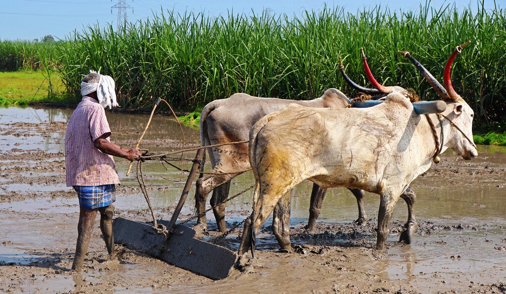 A farmer with oxen.