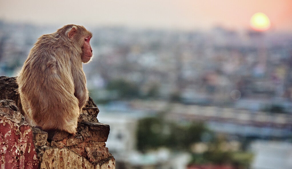 Monkeys And Cities: The Urban Wildlife Syndrome - Wildlife SOS