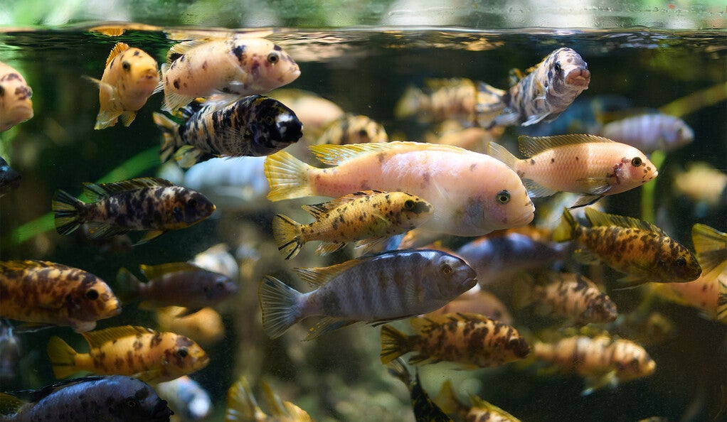 Many species of small fish underwater