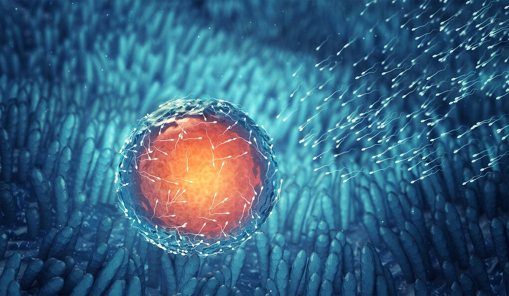 Illustration of sperm fertilizing an ovum