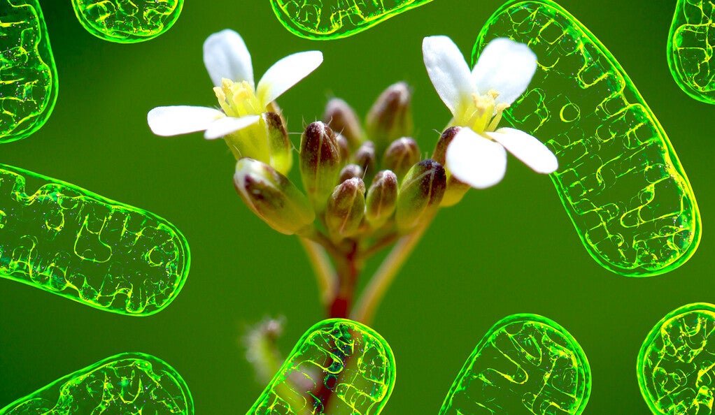 Arabidopsis thaliana surrounded by illustrations of mitochondria