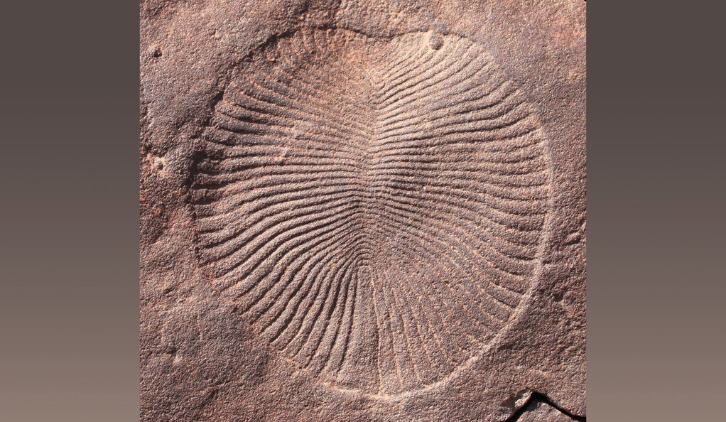 Fossil of dickinsonia, an early animal from the Rawnsley Quartzite Formation in South Australia