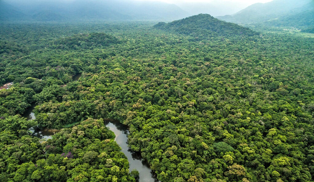 Aerial view of a rainforest.