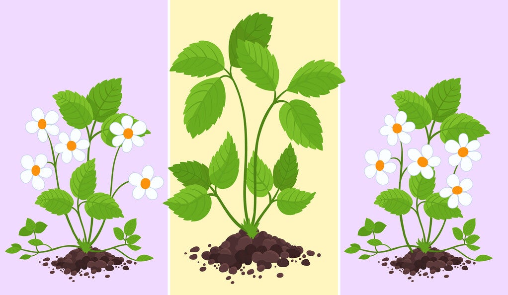Illustration of a growing plant between two flowering plants