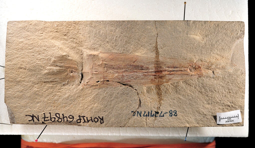 A fossil of the squid Syllipsimopodi bideni