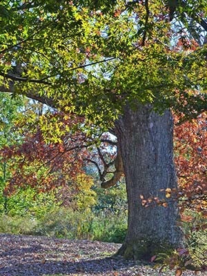Fall colors emerge on one of the garden’s many trees