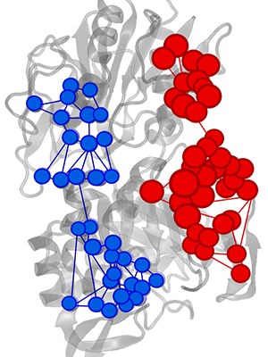 Effector triggered increase (red) or decrease (blue) of information flow in IGPS enzyme. 