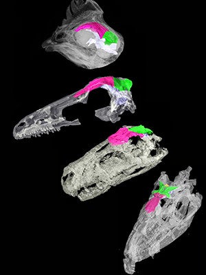 CT scan images of the skull roof of a chicken and birdlike dinosaurs.