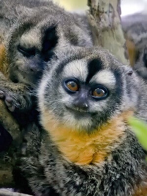 Owl monkeys