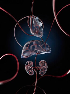 Illustration de la perfusion d'organes et de la récupération cellulaire avec la technologie OrganEx.