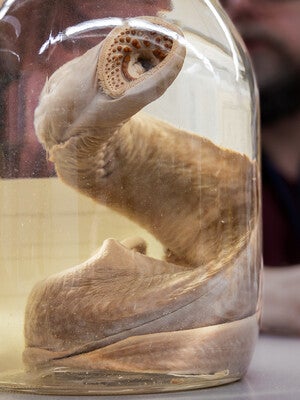 A lamprey specimen in the Peabody Museum’s vertebrate zoology collection.