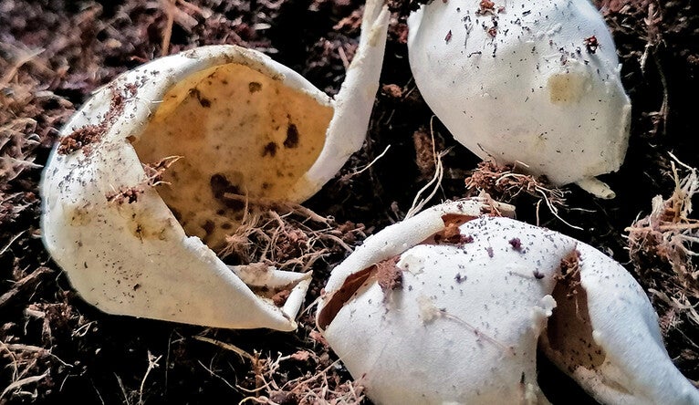 snapping turtle eggshells after hatching