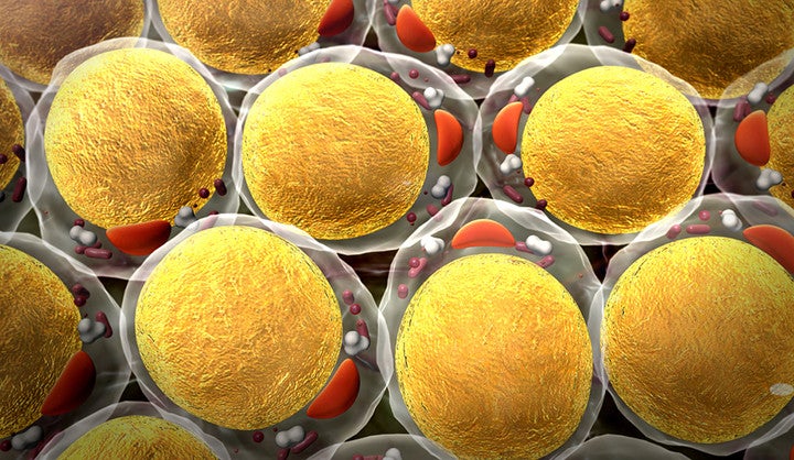 Een illustratie van vetcellen gezien onder een microscoop.