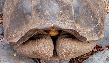 A Galapagos tortoise with its head retracted. 