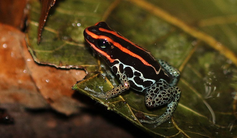 A species of the poison dart frog family (Dendrobatidae)