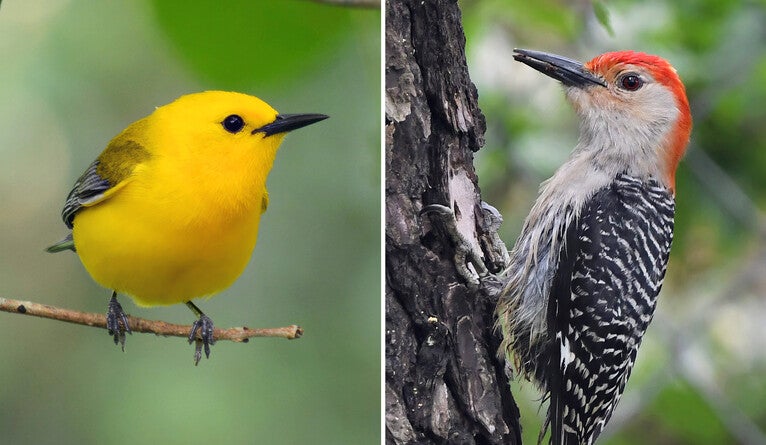 (left) A prothonotary warbler perched on a twig. (right) A red-bellied woodpecker clinging to tree bark.