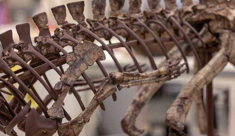Reproductions of actual fossils in the Poposaurus skeleton are painted to resemble the fossilized bones they represent.