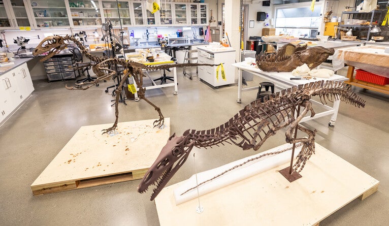 Deinonychus, left, and Poposaurus, wait in the Peabody’s preparators lab for installation in the renewed dinosaur gallery. 