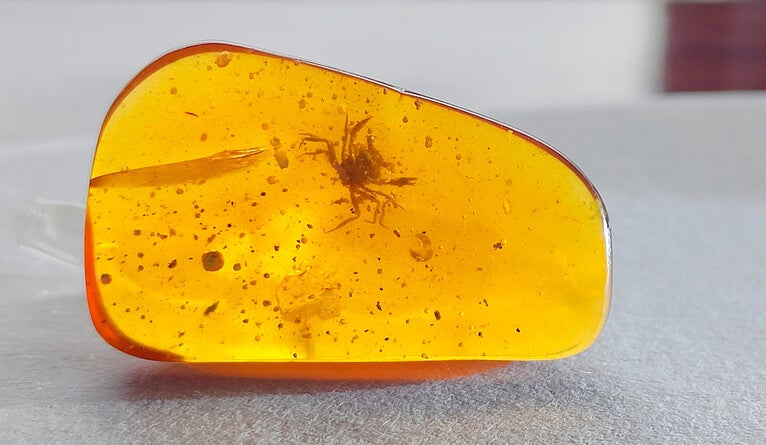 Fossil caught in amber.
