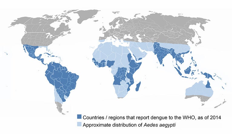 A global map detailing regions the report dengue to WHO as of 2014, overlaying the distribution of Aedes aegypti mosquitos
