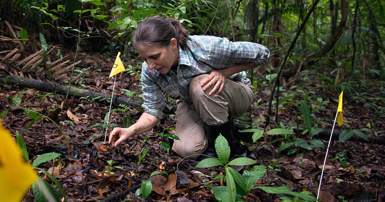 Yale's Liza Comita wins British Ecological Society prize | YaleNews
